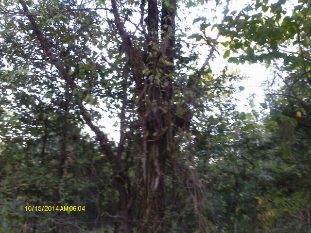 Large White Oak
