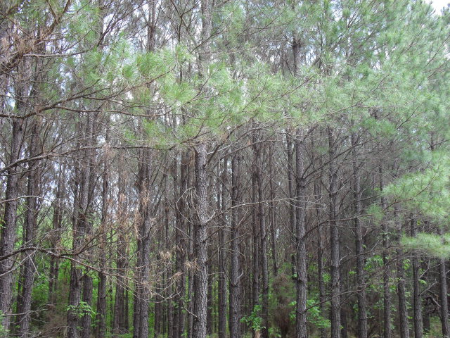 pine plantation